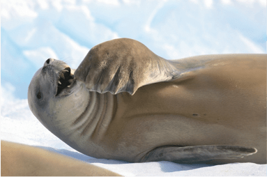 闷骚的食蟹海豹